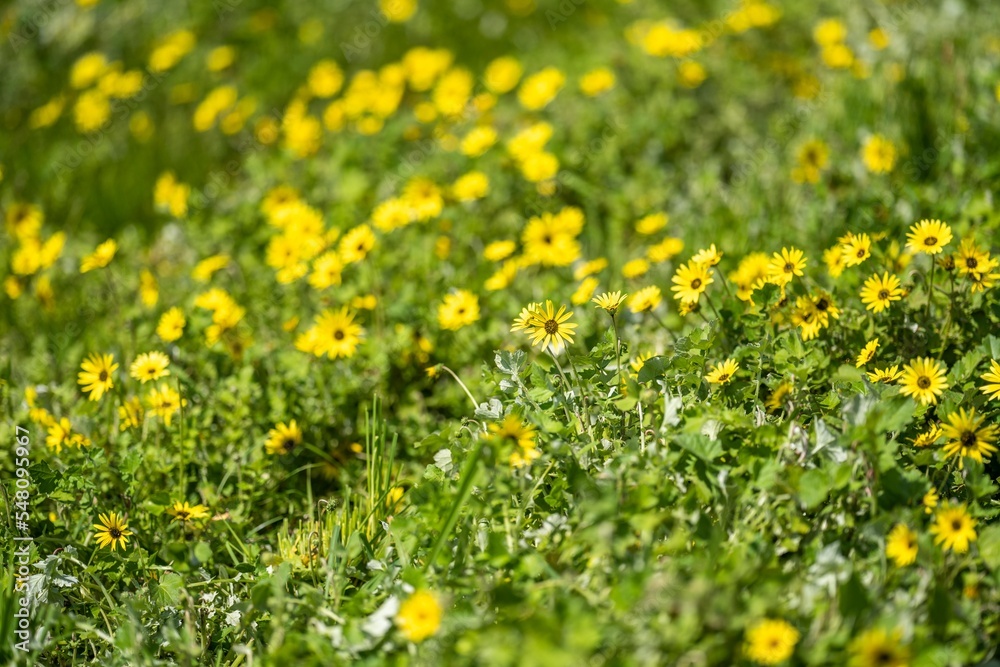 pasture and grass in a paddock on a regenerative organic flowers in a field pasture and grass in a paddock on a regenerative organic flowers in a field