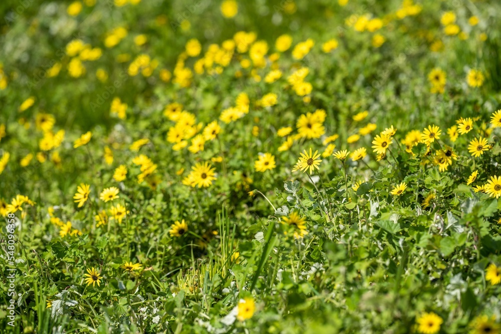 pasture and grass in a paddock on a regenerative organic flowers in a field