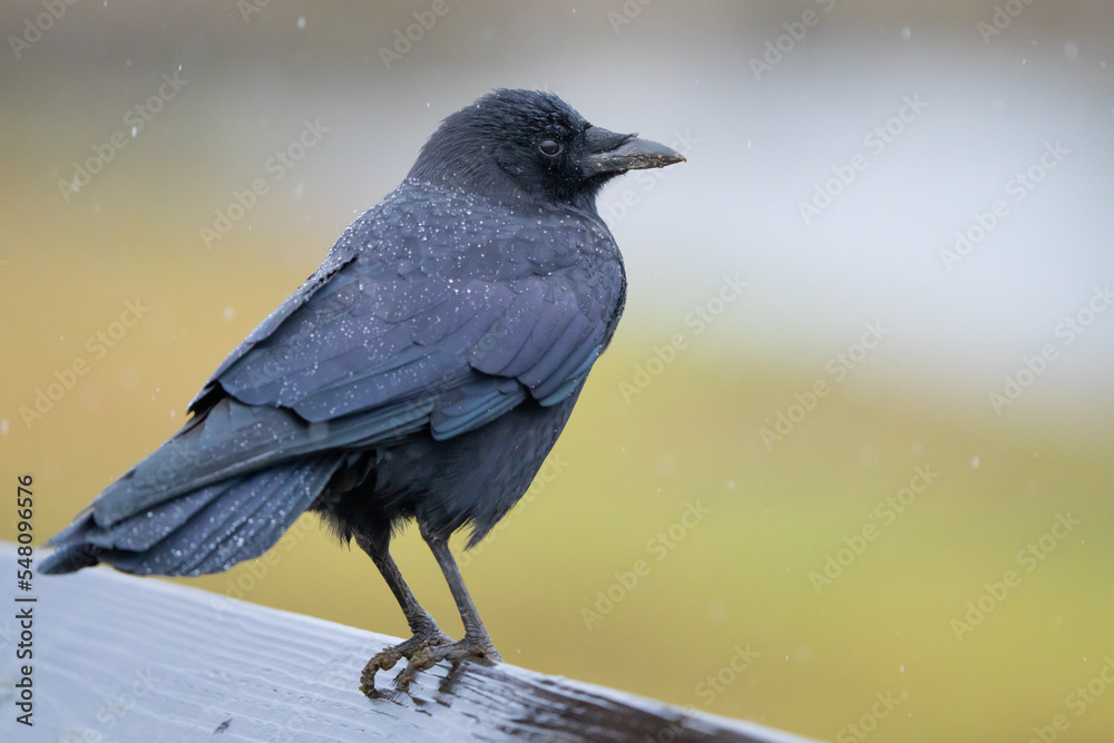 Fototapeta premium American Crow Perched in a Rainstorm