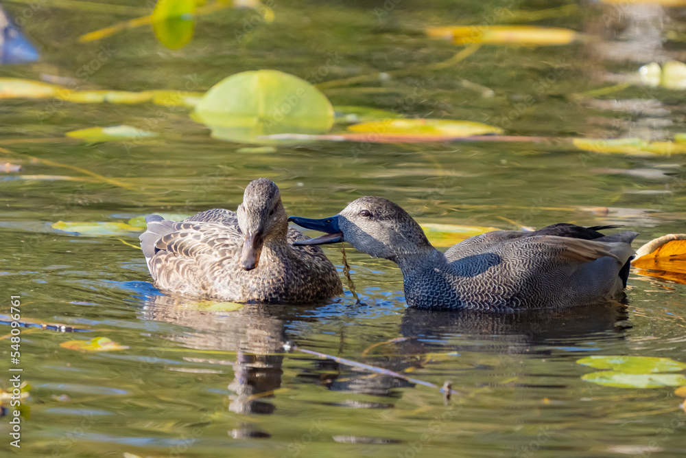 Affectionate Pair of Gadwall Ducks Affectionate Pair of Gadwall Ducks