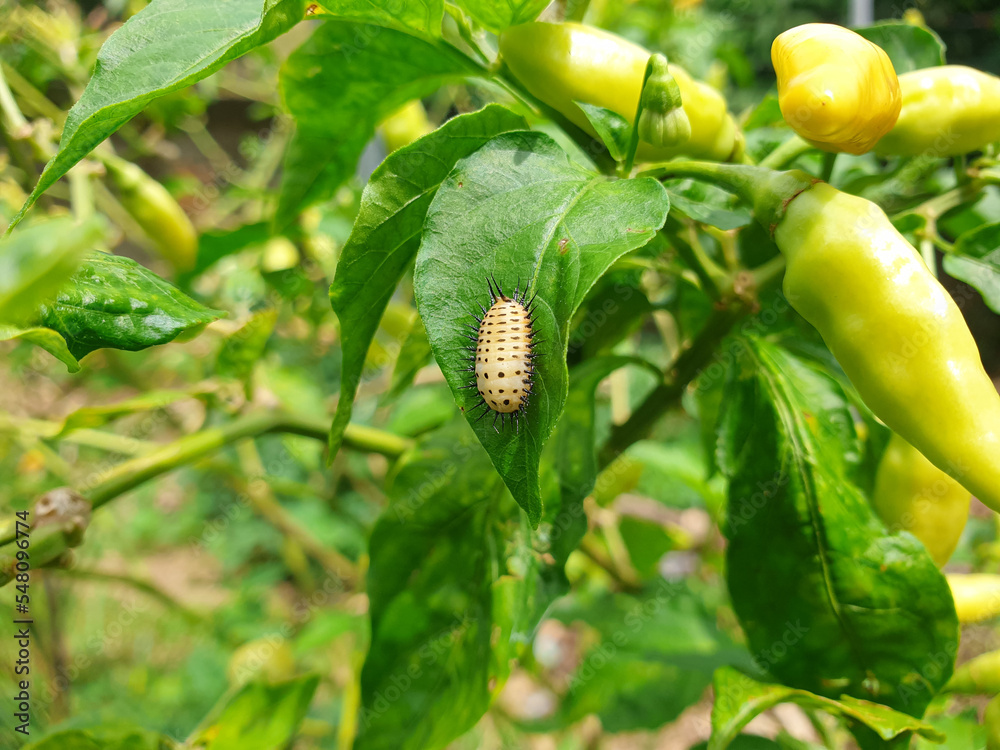 Asian Spotted Tortoise Beetle or Aspidimorpha miliaris on the leaf of a cayenne pepper plant Asian Spotted Tortoise Beetle or Aspidimorpha miliaris on the leaf of a cayenne pepper plant