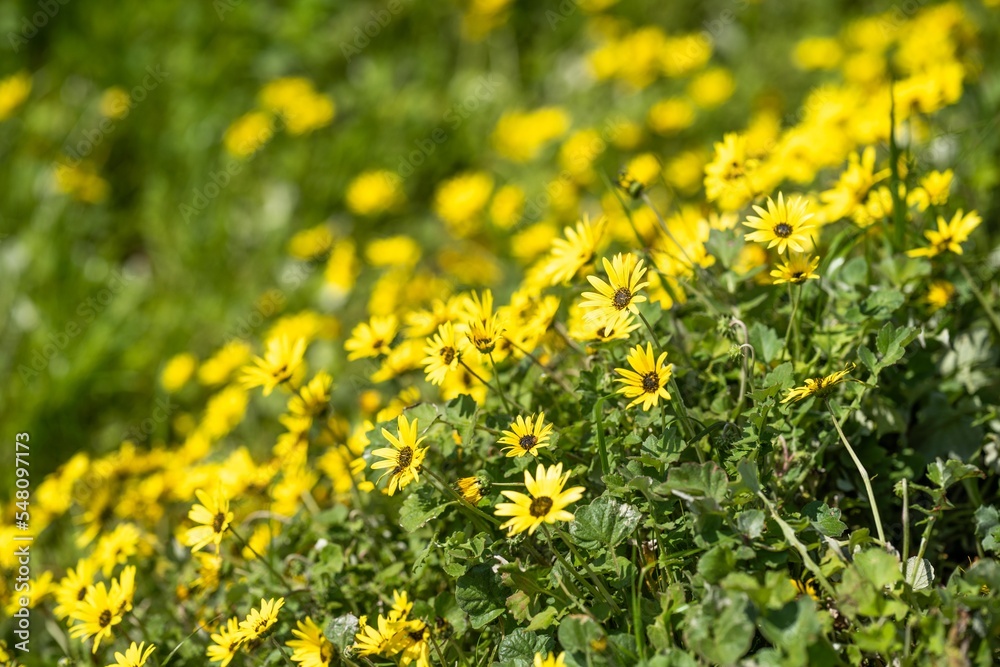 pasture and grass in a paddock on a regenerative organic flowers in a field