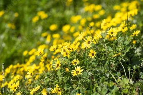 pasture and grass in a paddock on a regenerative organic flowers in a field