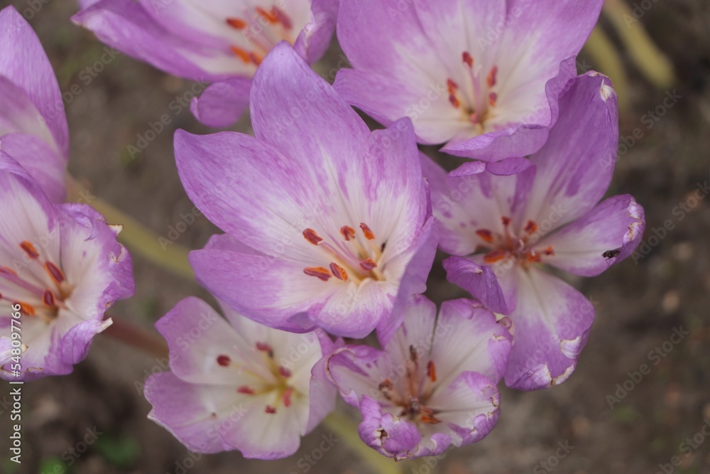 Fototapeta premium Beautiful autumn crocus flowers growing outdoors, closeup