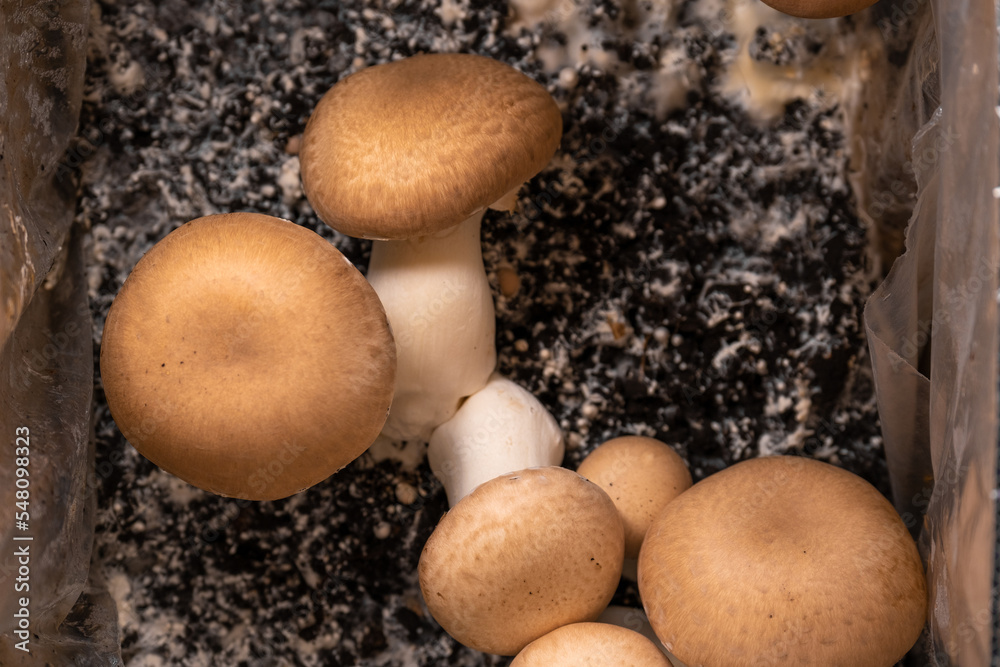 Brown many champignons background.Source of vegetable protein.Mushroom growth at home. Champignons Mushrooms.mushroom mycelium. Brown many champignons background.Source of vegetable protein.Mushroom growth at home. Champignons Mushrooms.mushroom mycelium.
