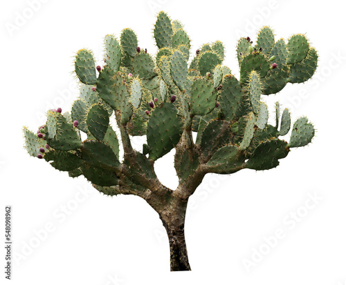 Foto Beautiful green prickly pear cactus on white background
