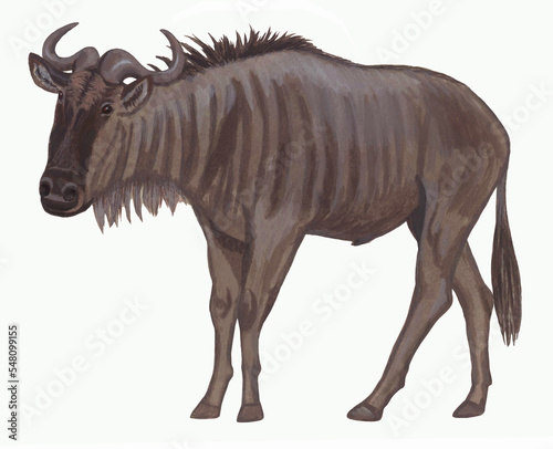 Fototapeta Naklejka Na Ścianę i Meble -  Wildebeest, Gnu