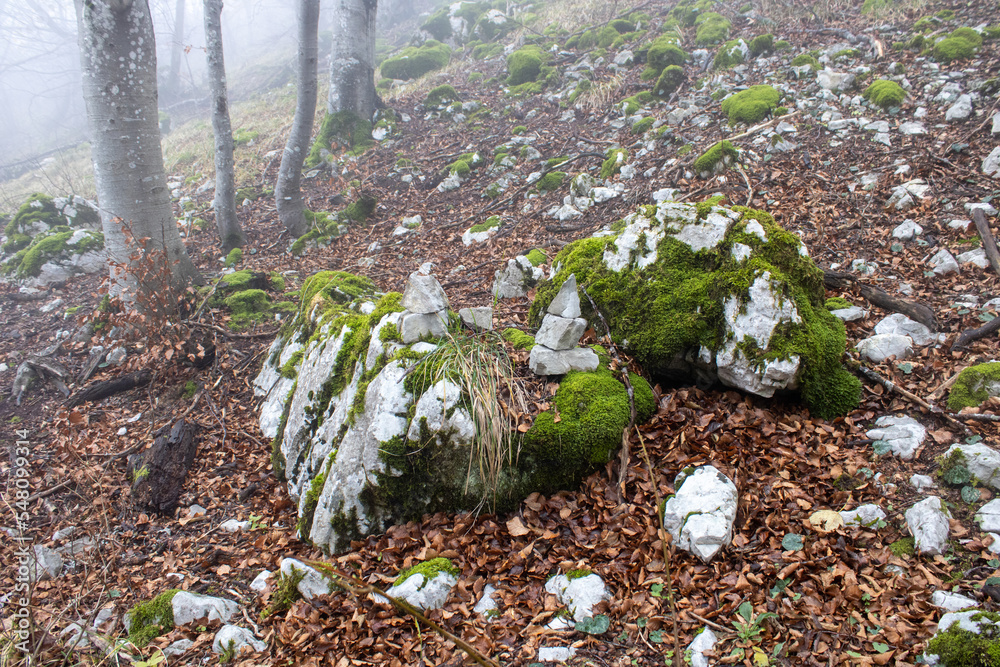 Obraz premium mossy rocks in a forest