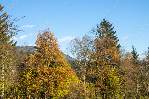 Autumn forest. Autumn. Forest. Selective focus © Peter