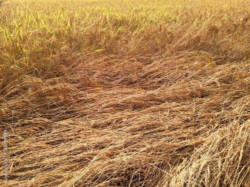 Rice plants are badly damaged by blast disease.