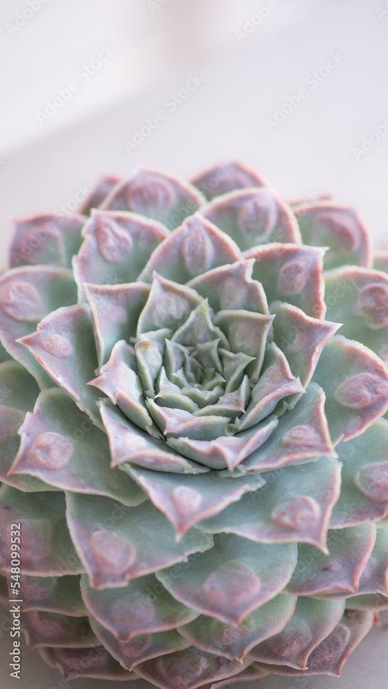 Succulent (Echeveria, crassula, aeonium, cotyledon, lithops, kalanchoe, caudex, etc) Succulent (Echeveria, crassula, aeonium, cotyledon, lithops, kalanchoe, caudex, etc)