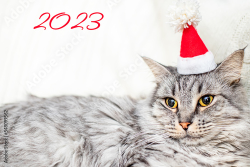 The year is 2023. Year of the Cat. Blank for the cover of the New Year's calendar. Festive poster or poster. Beautiful gray cat and numbers on a white background