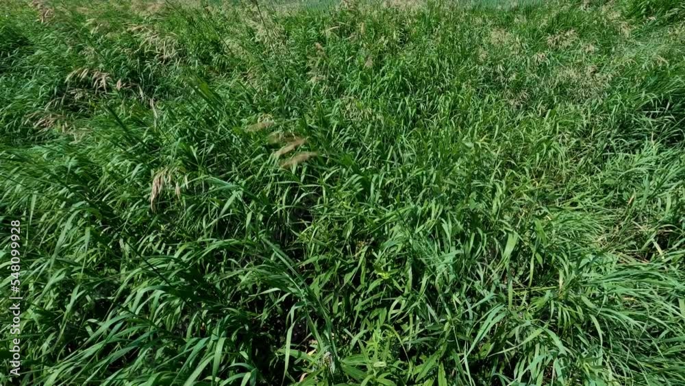 Lush green farm field between trees and wild grass swaying in wind under partly cloudy blue sky, tilt up; in Ontario, Canada. Lush green farm field between trees and wild grass swaying in wind under partly cloudy blue sky, tilt up; in Ontario, Canada.