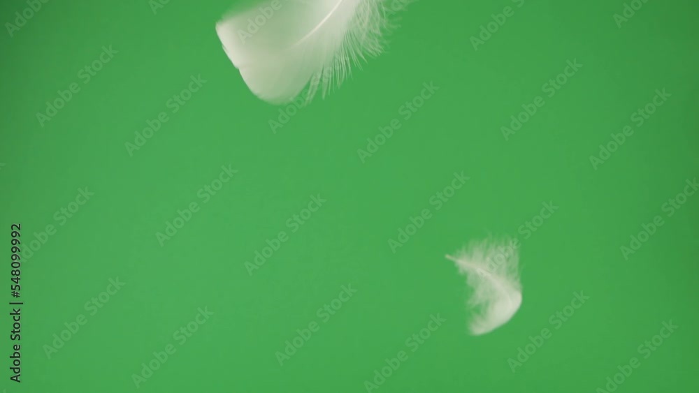 White swan feathers are falling on a green background. Slow motion.