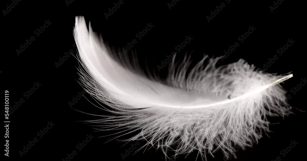 Falling white swan feathers on a black background. Slow motion. Falling white swan feathers on a black background. Slow motion.