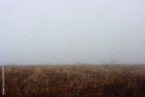Misty field
