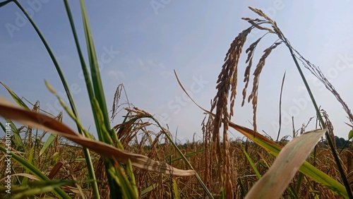 reeds in the wind