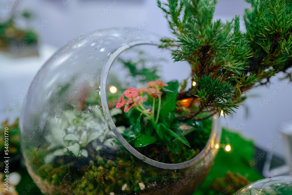 tiny plant ecological landscaping decoration tiny plant ecological landscaping decoration