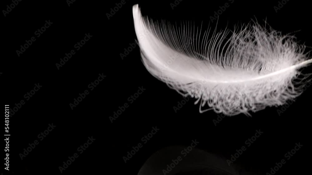 White swan feathers falling on the water. On a black background. Slow ...