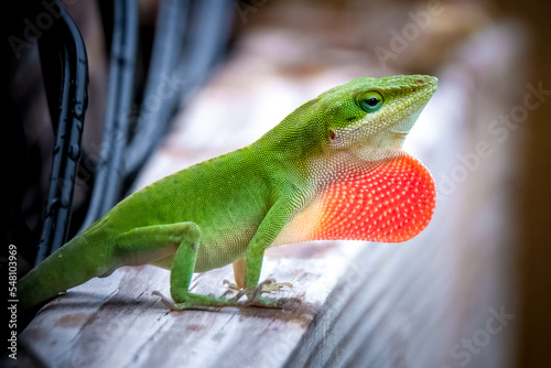 A proud Green Anoles (Anolis carolinensis) shows off his dewlap or throat fan to claim his territory. Raleigh, North Carolina. photo