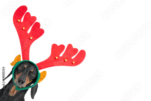 Portrait of funny dachshund dog with headband in form of Rudolph deer horns on head, located in the corner of frame and isolated on white background. Design for holiday cards and souvenirs photo