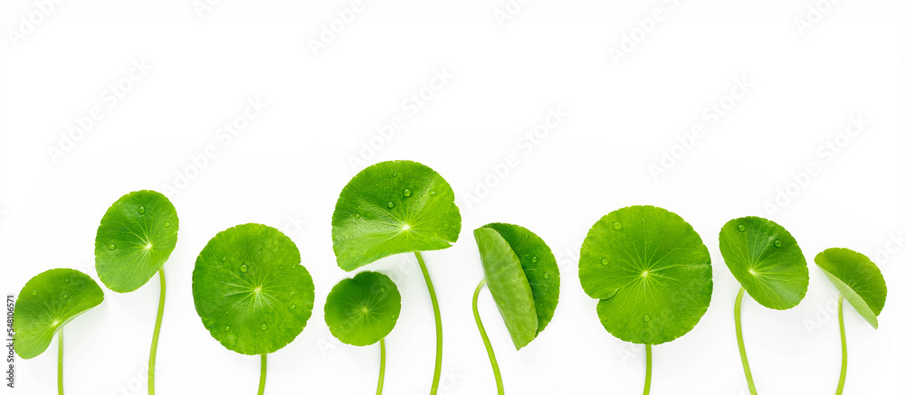 Close up centella asiatica leaves with rain drop isolated on white background top view. Close up centella asiatica leaves with rain drop isolated on white background top view.