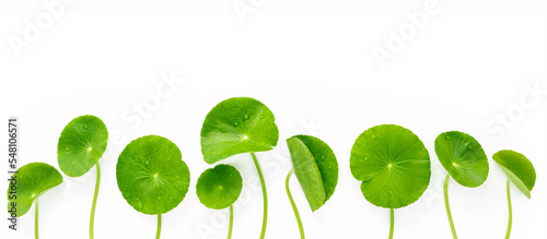 Close up centella asiatica leaves with rain drop isolated on white background top view.