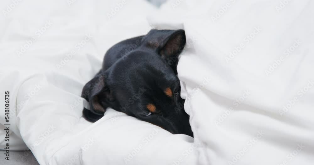 Dachshund puppy hiding in a blanket peeping head peeping from under his brows. Autumn cool morning puppy wrapped in warm blankets basking basking in a soft bed. Weekend lazy day vacation vacation Dachshund puppy hiding in a blanket peeping head peeping from under his brows. Autumn cool morning puppy wrapped in warm blankets basking basking in a soft bed. Weekend lazy day vacation vacation