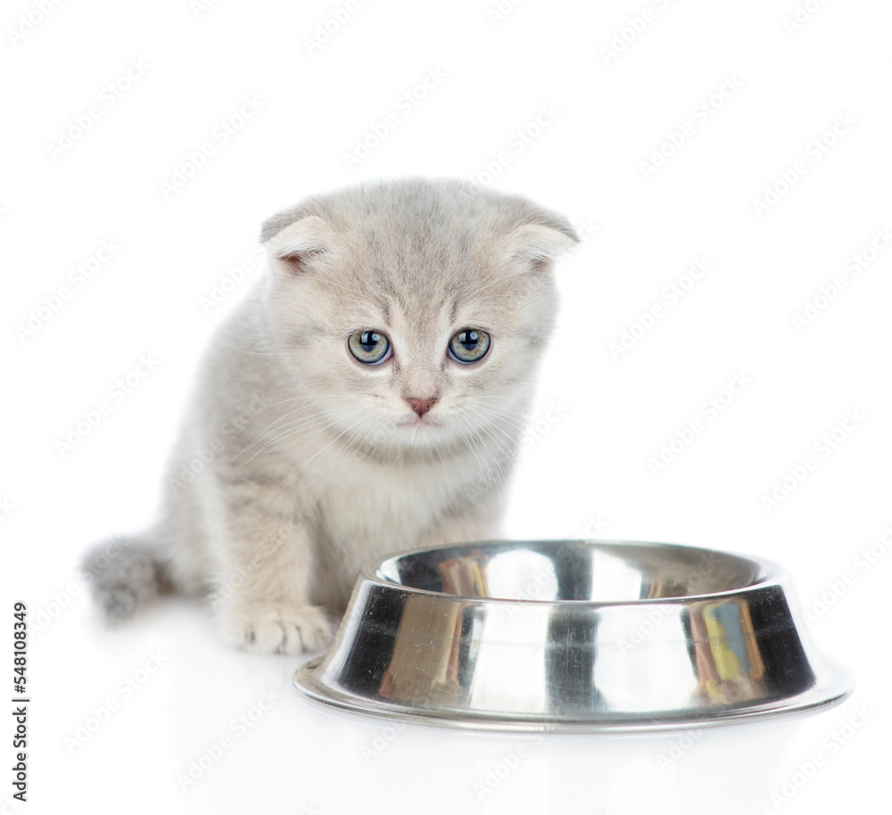 A small gray tabby kitten sits near an empty bowl. Isolated on white background