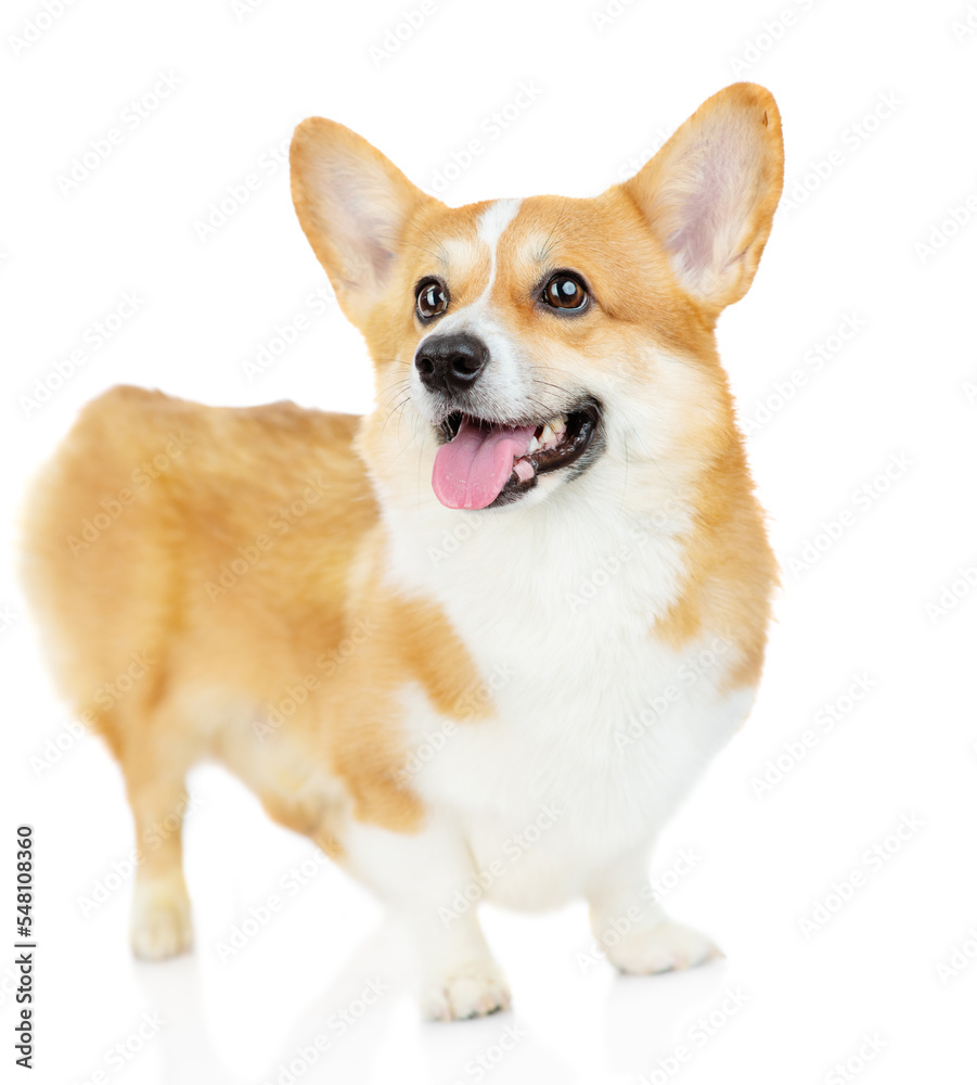 cute welsh corgi puppy looking up on a white background