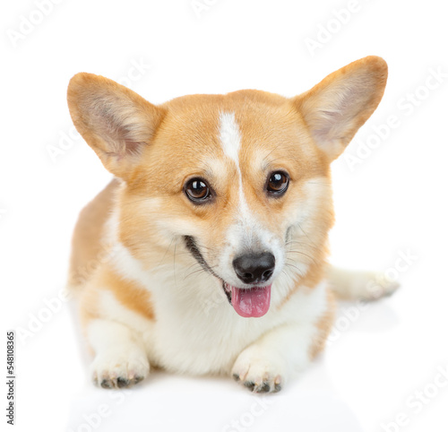 A red-haired corgi dog stands and looks sideways to the camera and looks away. Isolated on white background © Ermolaeva Olga