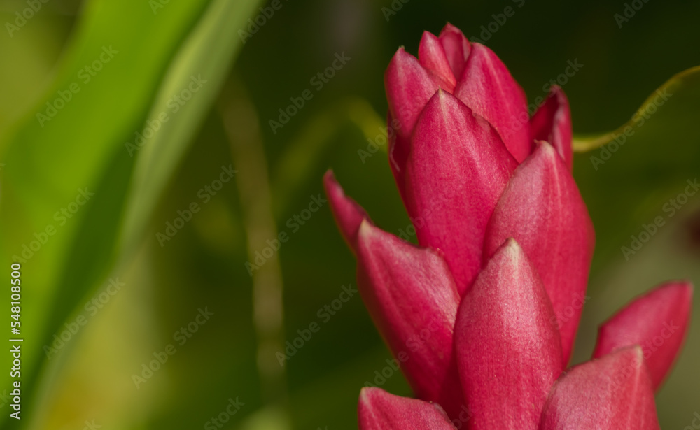 heliconia flor tropical