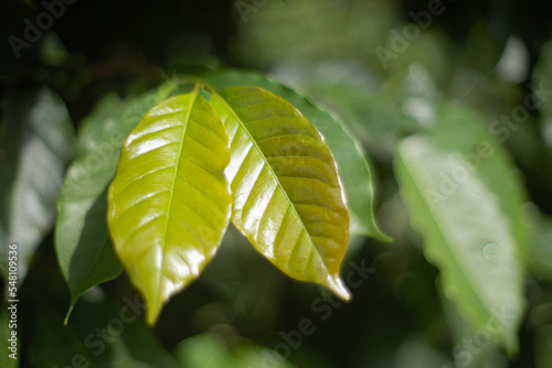 Hoja de planta de café
