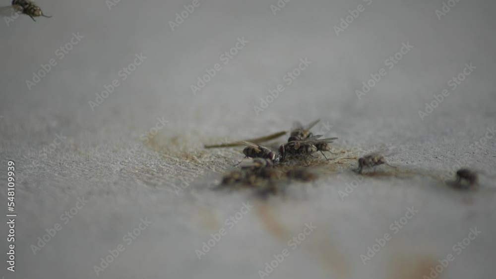 A group of house fly's gather and eat on a visible stain on a carpet A group of house fly's gather and eat on a visible stain on a carpet
