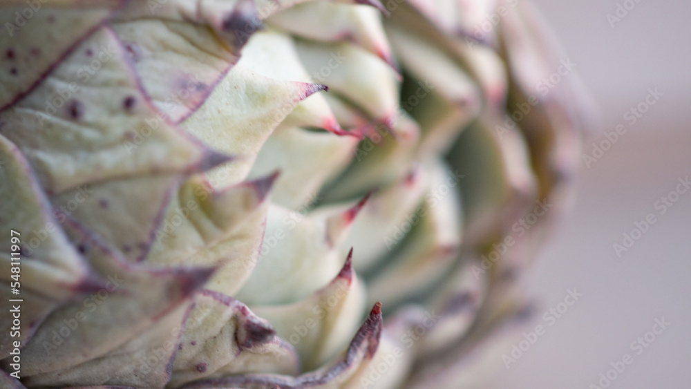 Fototapeta premium Succulent (Echeveria, crassula, aeonium, cotyledon, lithops, kalanchoe, caudex, etc)