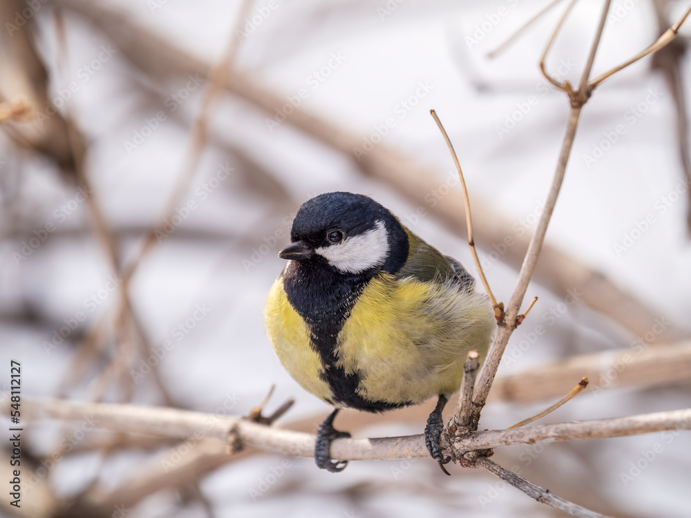 Obraz premium Cute bird Great tit, songbird sitting on a branch without leaves in the autumn or winter.