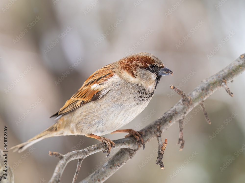 Sparrow sits on a branch without leaves. Sparrow sits on a branch without leaves.