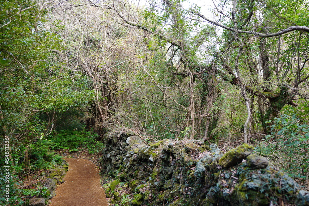 Fototapeta premium stone wall and path