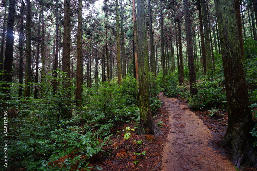 Obraz premium mossy cedar woods and path