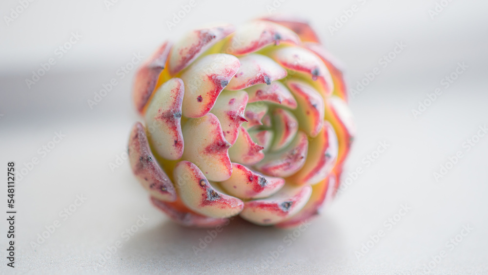 Succulent (Echeveria, crassula, aeonium, cotyledon, lithops, kalanchoe, caudex, etc)