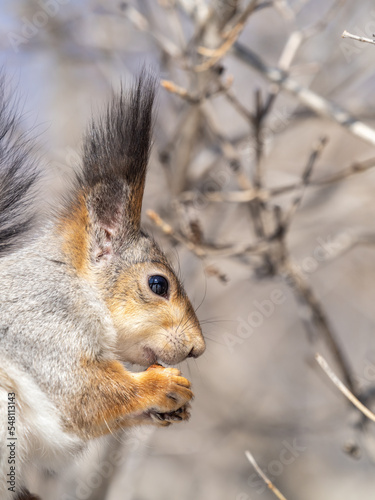 The squirrel with nut sits on tree in the winter or late autumn. Portrait of the squirrel close-up