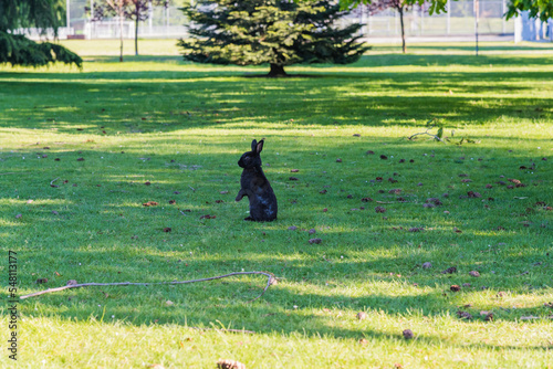 Small black rabbit on a lawn