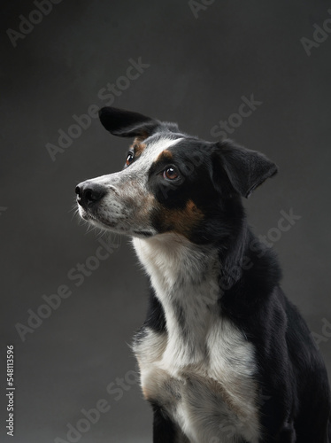 funny dog on gray background. Happy border collie in the studio. pet portrait © annaav