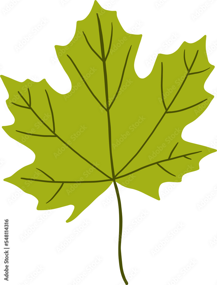 simplicity maple freehand drawing flat design. simplicity maple freehand drawing flat design.