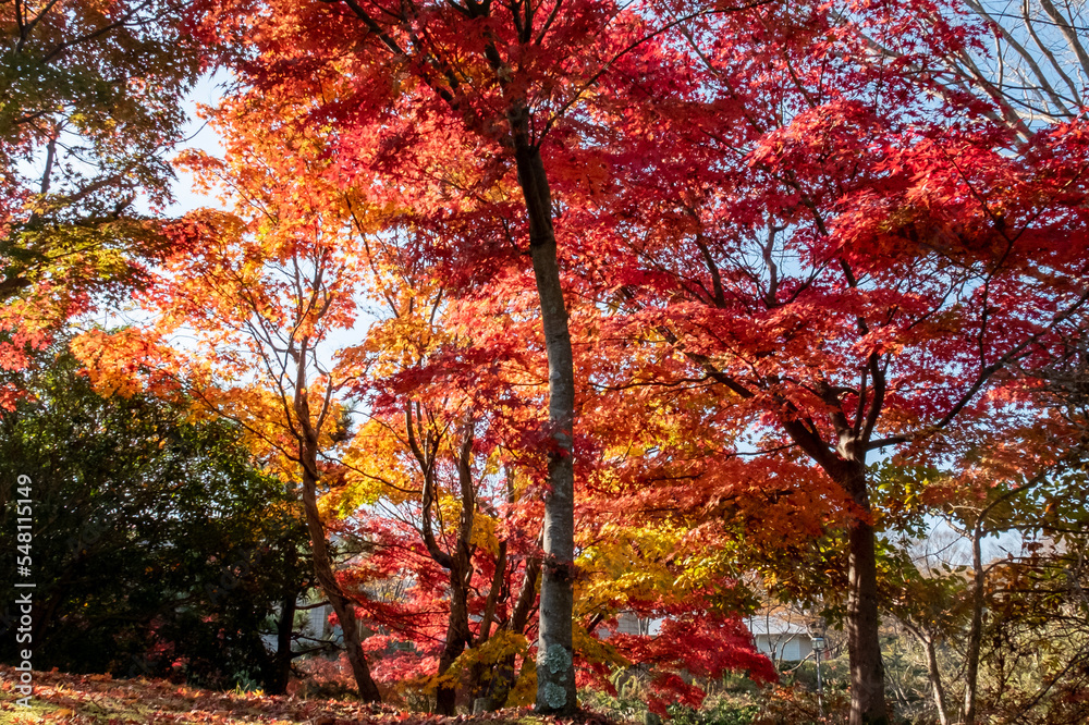 晴れの日の美しい日本の紅葉　滋賀県大津市びわこ文化公園