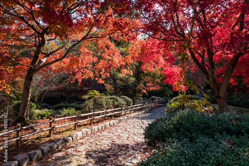 晴れの日の美しい日本の紅葉 滋賀県大津市びわこ文化公園