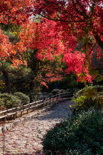 晴れの日の美しい日本の紅葉　滋賀県大津市びわこ文化公園