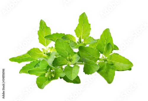 Holy Basil isolate on transparent png photo