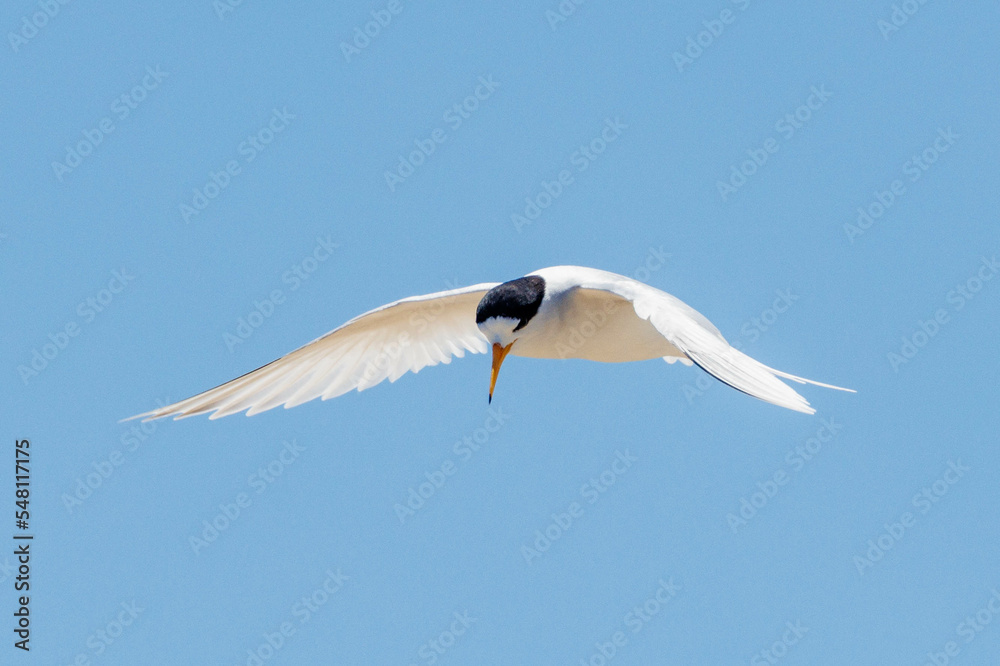 Fototapeta premium Australian Fairy Tern in Western Australia
