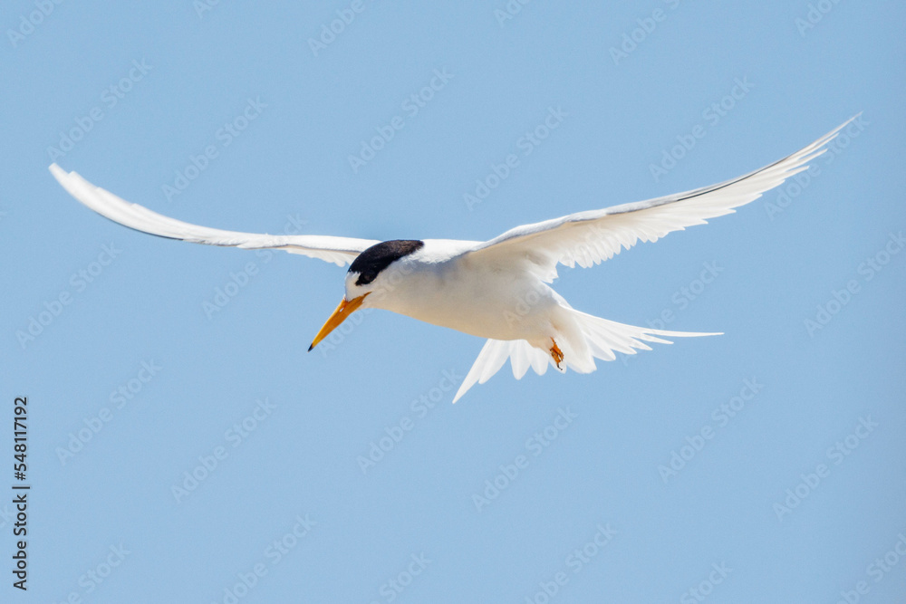 Fototapeta premium Australian Fairy Tern in Western Australia